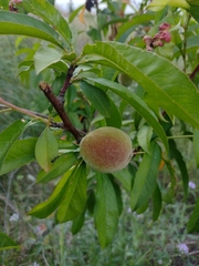Prunus persica