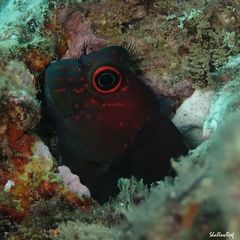 Cirripectes vanderbilti