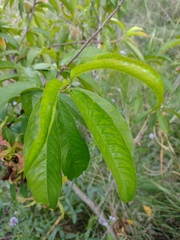 Prunus persica