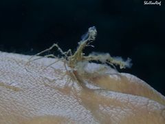 Lambrachaeus ramifer