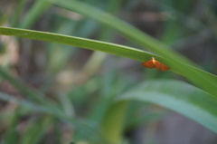 Eudulophasia invaria