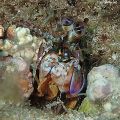 Odontodactylus brevirostris