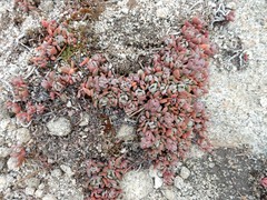 Sedum obtusatum