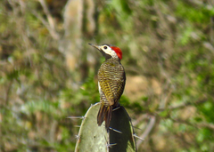 Colaptes atricollis