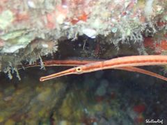 Dunckerocampus baldwini