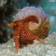 Ciliopagurus strigatus