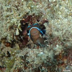 Plagiotremus goslinei