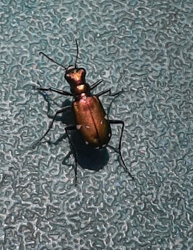 Six-spotted Tiger Beetle, photo 3 of 10