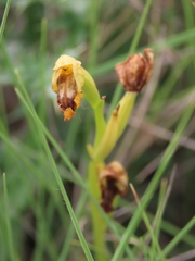 Ophrys lutea