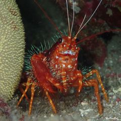 Enoplometopus occidentalis