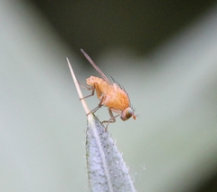 Sapromyzosoma quadricincta