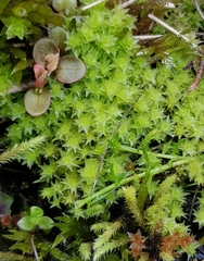 Diobelonella palustris