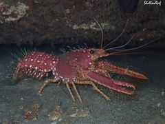 Enoplometopus occidentalis