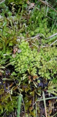 Diobelonella palustris