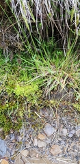 Diobelonella palustris