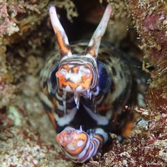 Enchelycore pardalis
