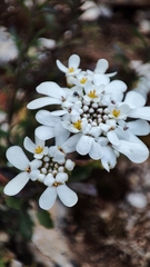 Iberis procumbens microcarpa