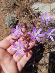 Brodiaea minor