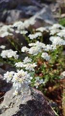 Iberis procumbens microcarpa