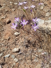 Brodiaea minor