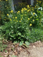 Barbarea vulgaris