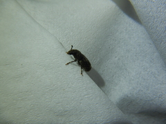 Eucorynus