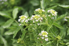 Nasturtium microphyllum