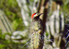 Colaptes atricollis