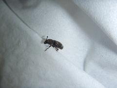 Eucorynus