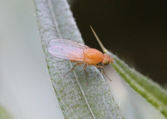 Sapromyzosoma quadricincta