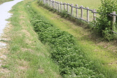 Nasturtium microphyllum