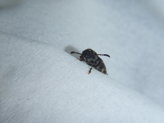 Eucorynus