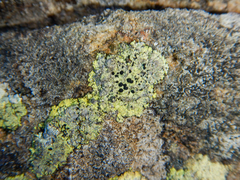 Diploicia africana