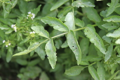 Nasturtium microphyllum