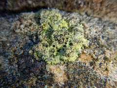 Diploicia africana
