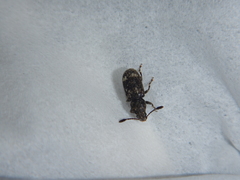 Eucorynus