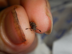 Eucorynus