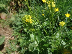 Barbarea vulgaris