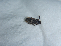Eucorynus