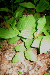 Cypripedium parviflorum pubescens