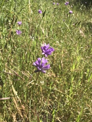 Dichelostemma multiflorum