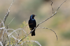 Onychognathus nabouroup