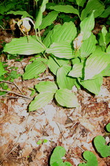Cypripedium parviflorum pubescens