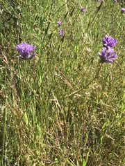 Dichelostemma multiflorum
