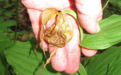 Cypripedium parviflorum pubescens