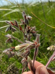 Onosma tinctoria