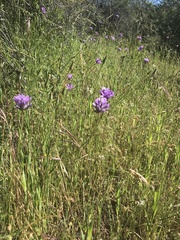 Dichelostemma multiflorum