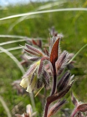 Onosma tinctoria