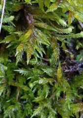 Calliergonella cuspidata