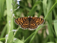 Melitaea aurelia
